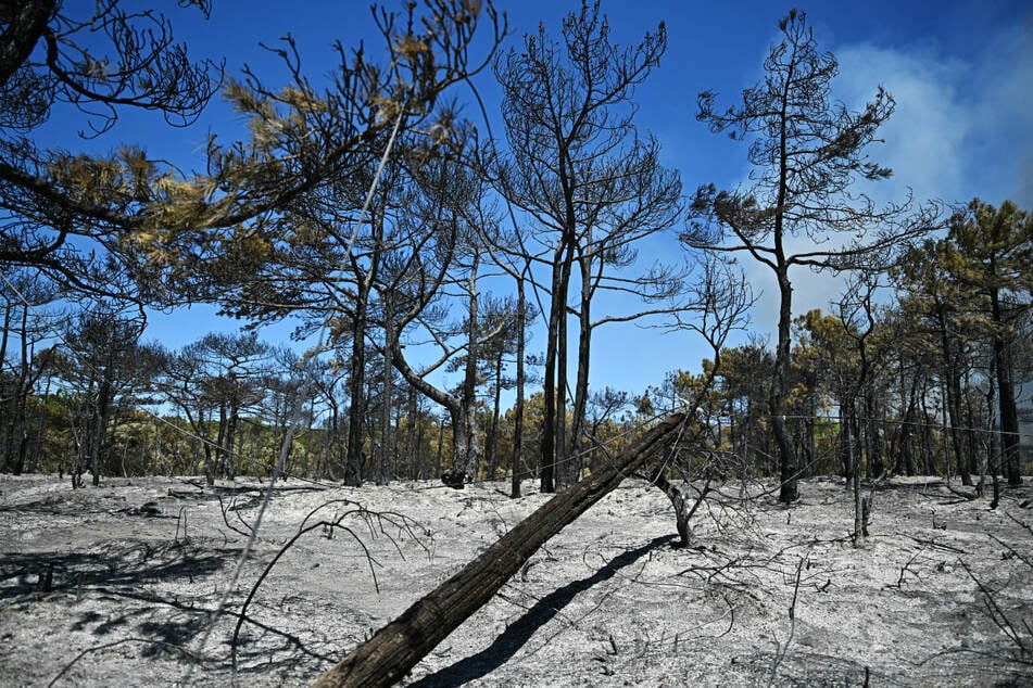 Ein verbrannter Wald im südfranzösischen Departement Hérault.