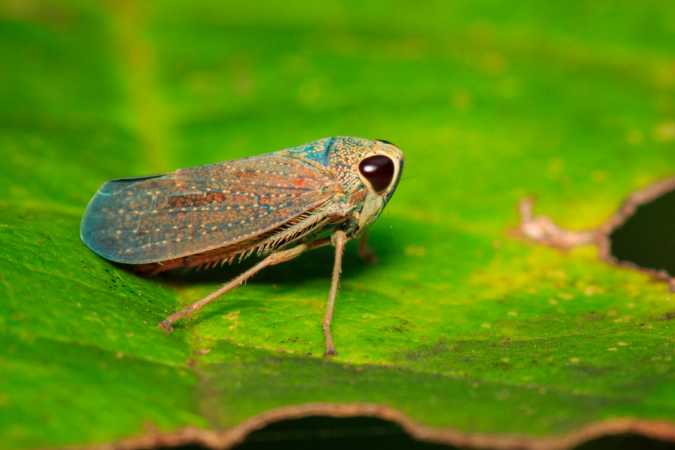 Grüne Singzikade auf einem Blatt: Weltweit existieren mehr als 45.000 Zikadenarten.