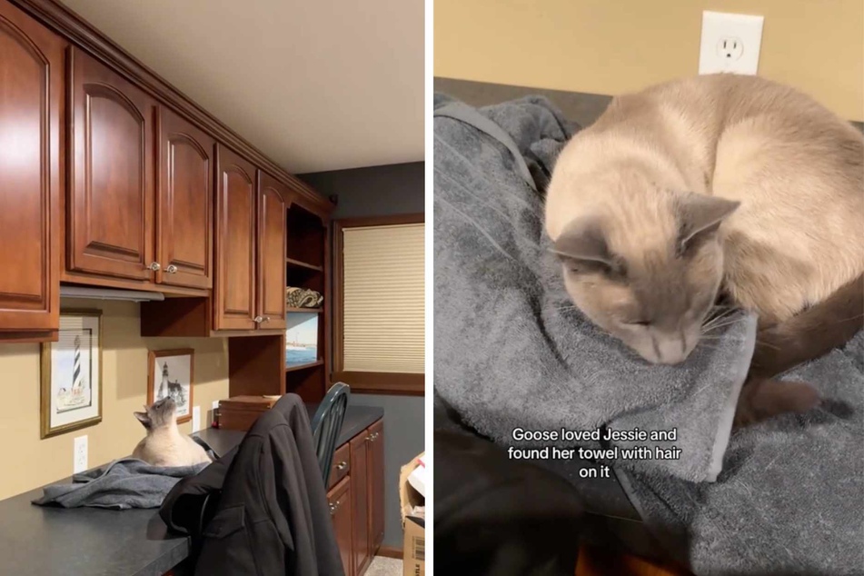 Goose the cat has found a special way of grieving his dog sibling, and TikTokers are in tears.