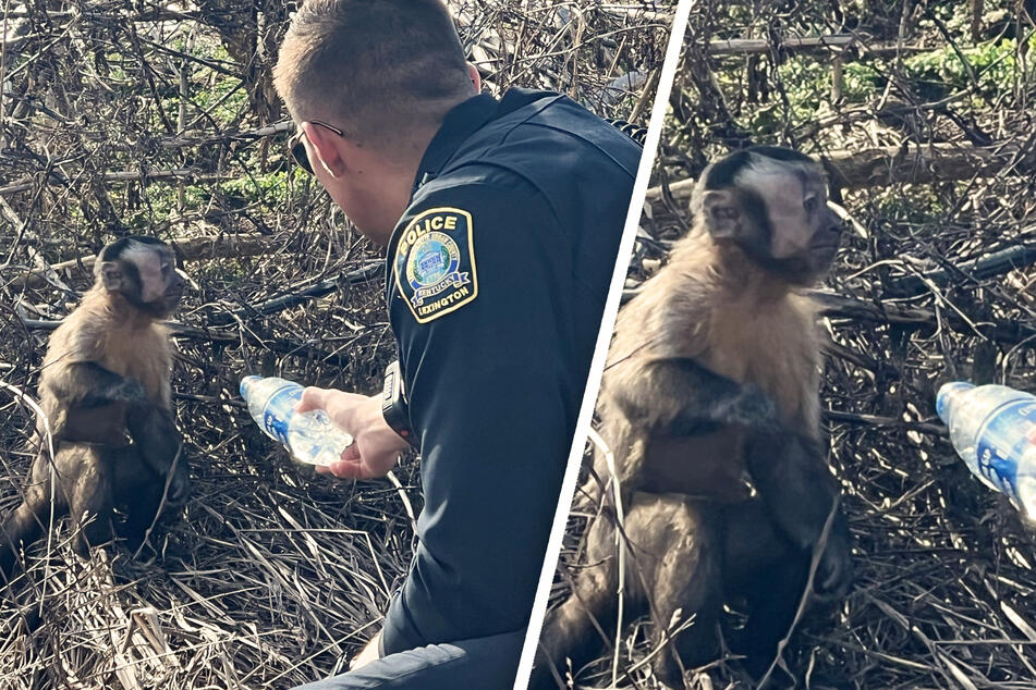 Missing monkey makes for a wild find on Kentucky highway!