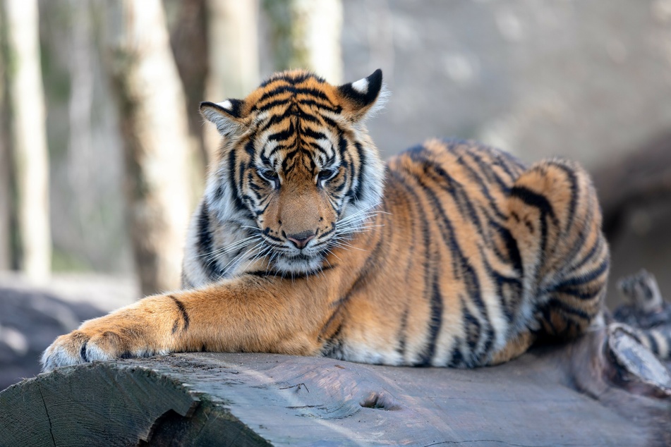 A Sumatran tiger in its enclosure at the zoo.