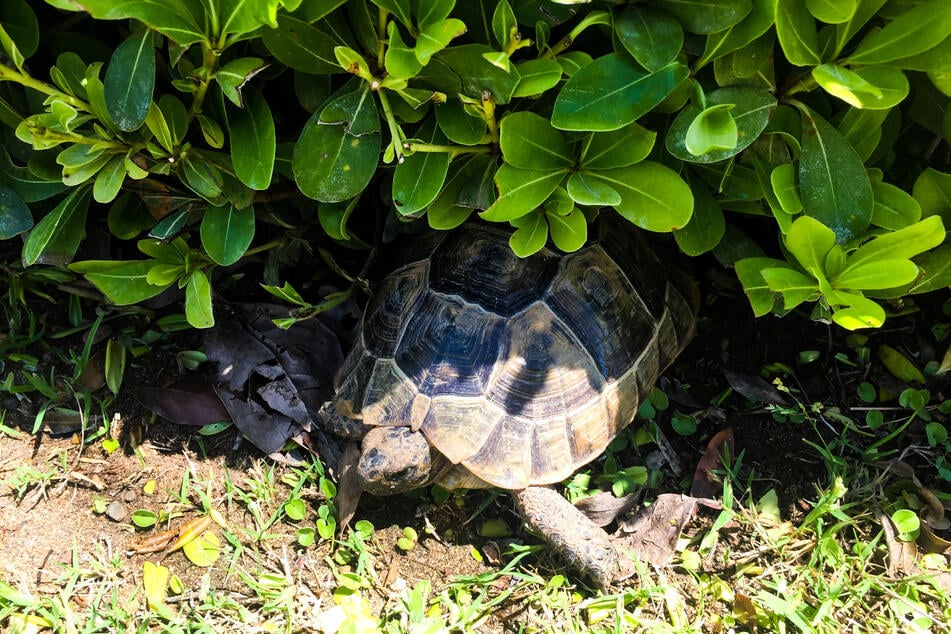 Die Freigehege-Bepflanzung sollte Schildkröten auch vor der prallen Sonne schützen.