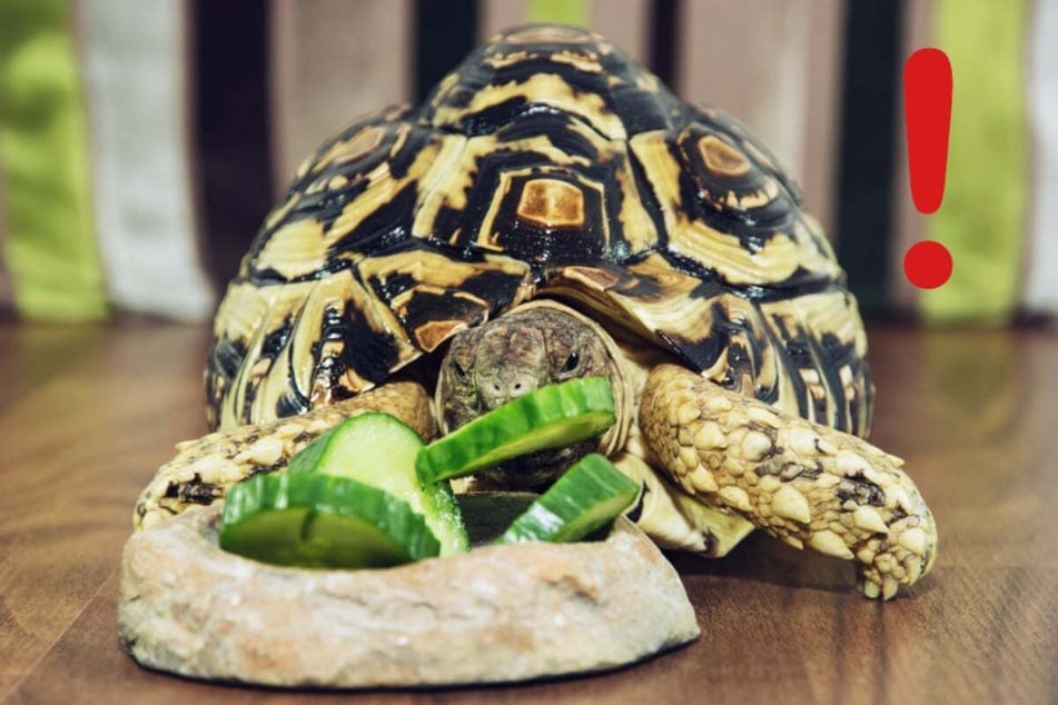 Dürfen Schildkröten Gurken fressen? Lieber nicht bzw. nur sehr selten.