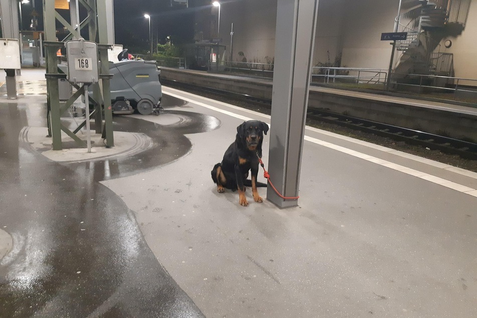 Der Rottweiler sitzt angebunden am Gleis.