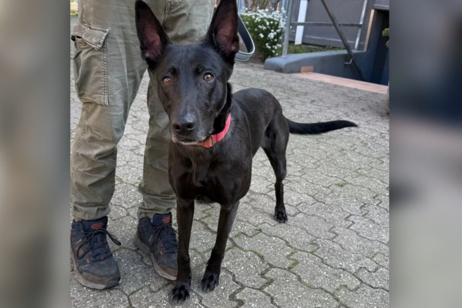 Malinois-Hündin Vicky sehnt sich nach einem neuen liebevollen Leben außerhalb des Tierheims.