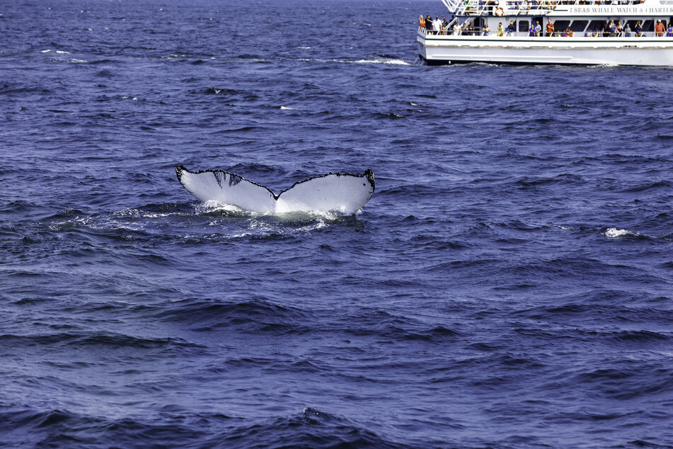 Whale number 89 has been spotted before (stock image).