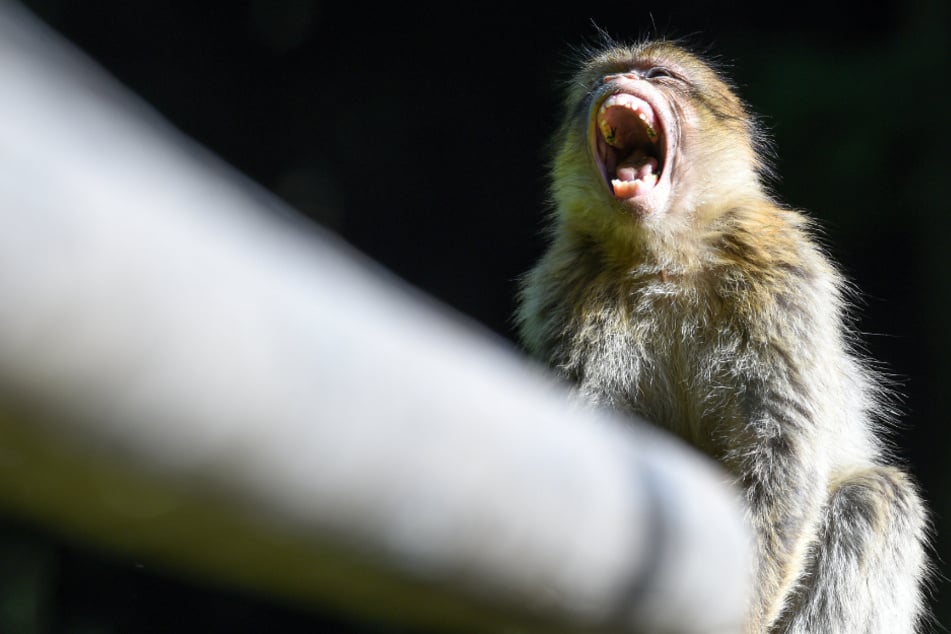 Die beiden Berberaffen sind aus einem Zoo ausgebüxt. Von ihnen geht offenbar keine unmittelbare Gefahr aus. (Symbolbild)