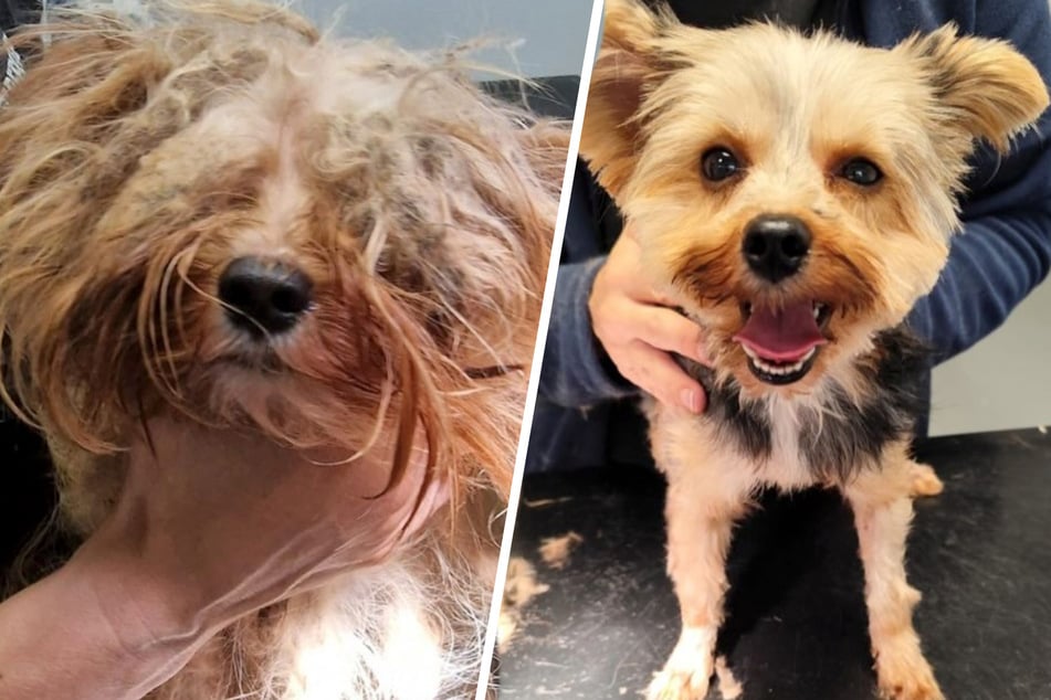 Los perros estaban tan enmarañados que, por el pelo, no podían ver nada.
