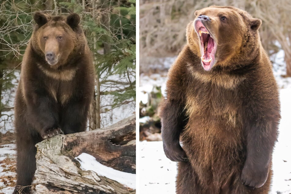 Der Grizzly wurde verfolgt, versteckte sich - und ging dann über zum Angriff auf seiner Jäger. (Symbolbilder)