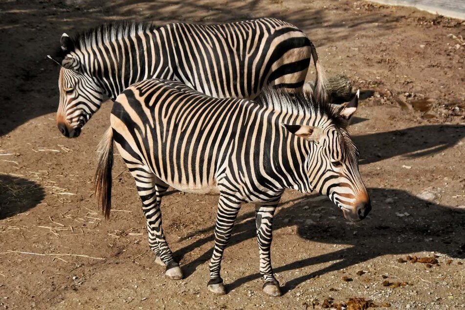 Der Bergzoo Halle musste sich am Donnerstag von einem seiner Zebrahengste verabschieden. Das Tier hatte an einer wiederkehrenden Erkrankung seines Knies gelitten. Nun wurde er erlöst.