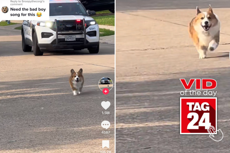 viral videos: Viral Video of the Day for July 9, 2023: Corgi on the run from the cops!