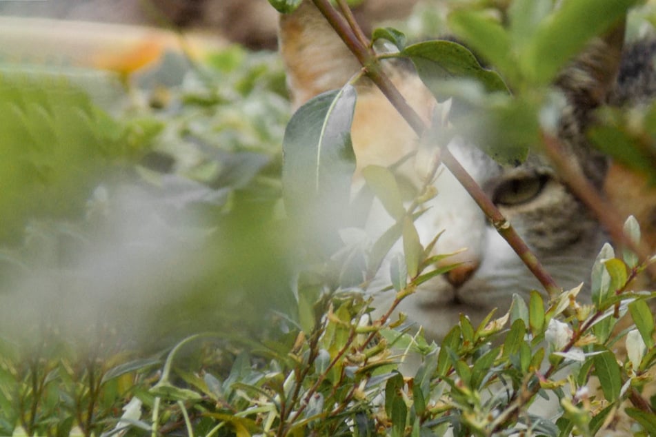 Cat herbs can help support their health and well-being.