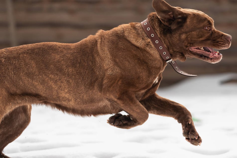 Hund an Fahrradständer angeleint: Was er dann macht, wird Halter eine Lehre sein