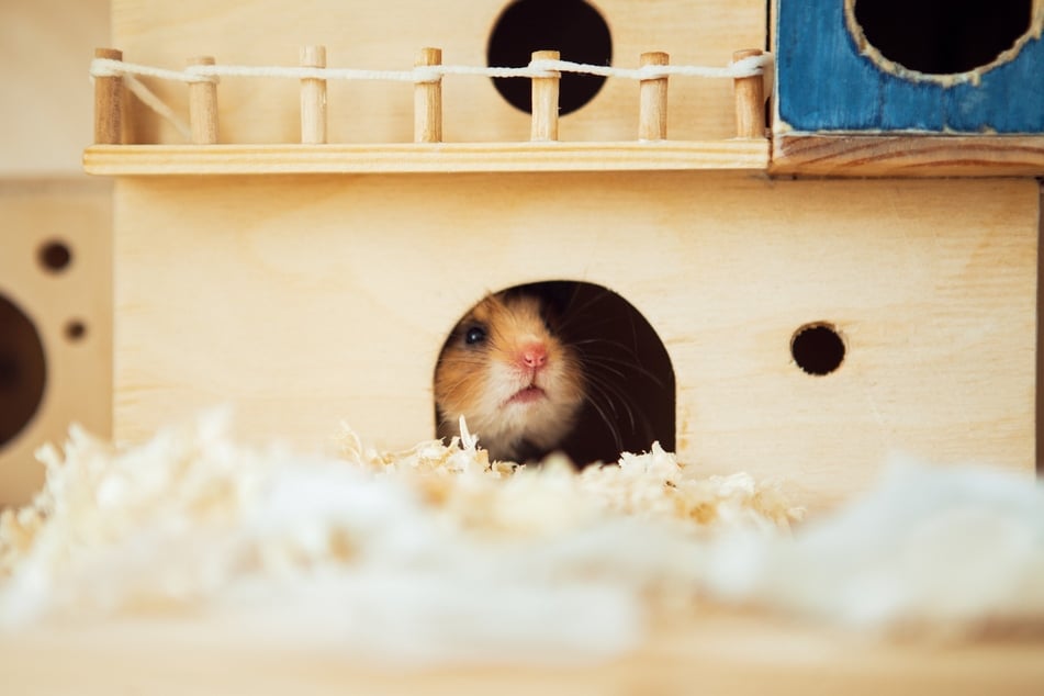 Tunnelsysteme eignen sich prima als Beschäftigung für Hamster.