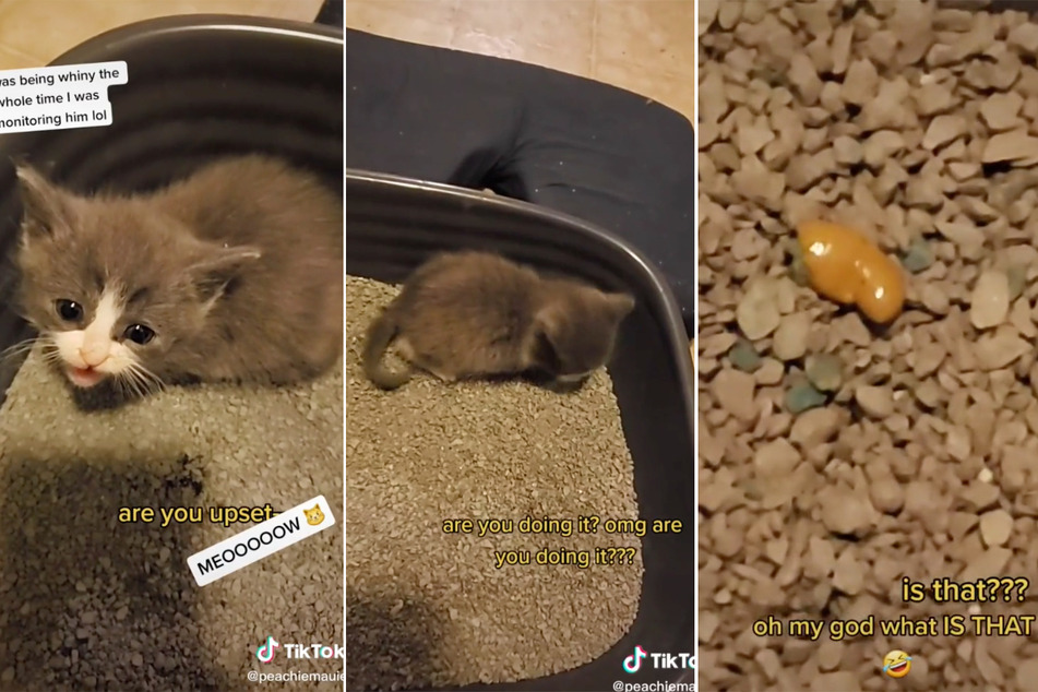 Die arme Katze und ihre Besitzerin sind ganz verzweifelt, aber dann gibt's die Erlösung in Form eines winzigen, gelben Haufens. Was eklig klingt, wird dank des lustigen Kommentars der TikTok-Userin zu einer herzerwärmenden Lachnummer.