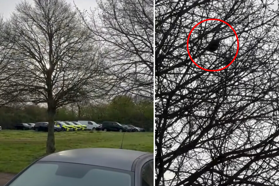 Auf den veröffentlichten Videoaufnahmen ist der"Sirenen"-Vogel im Baum zu sehen und zu hören.
