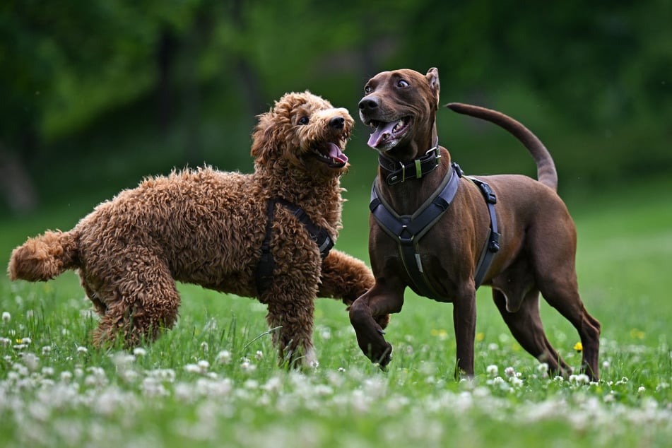 In Erfurt wurden die höchsten Einnahmen aus der Hundesteuer verzeichnet. (Symbolfoto)