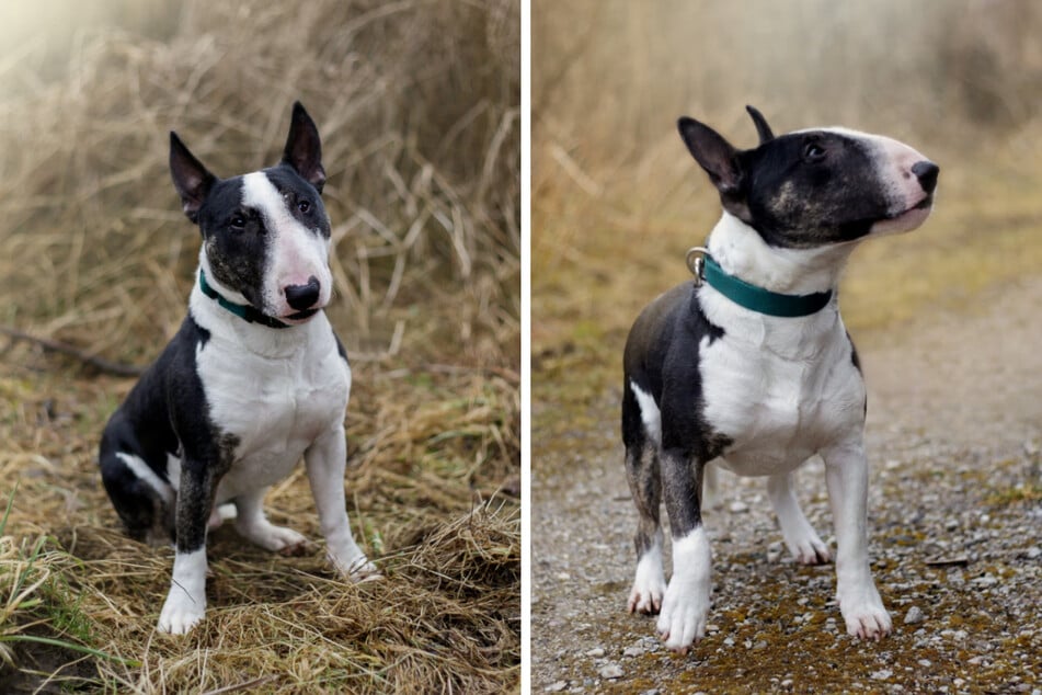 Mini-Bullterrier Zeus hofft auf Menschen, die sich mit seiner Rasse auskennen.