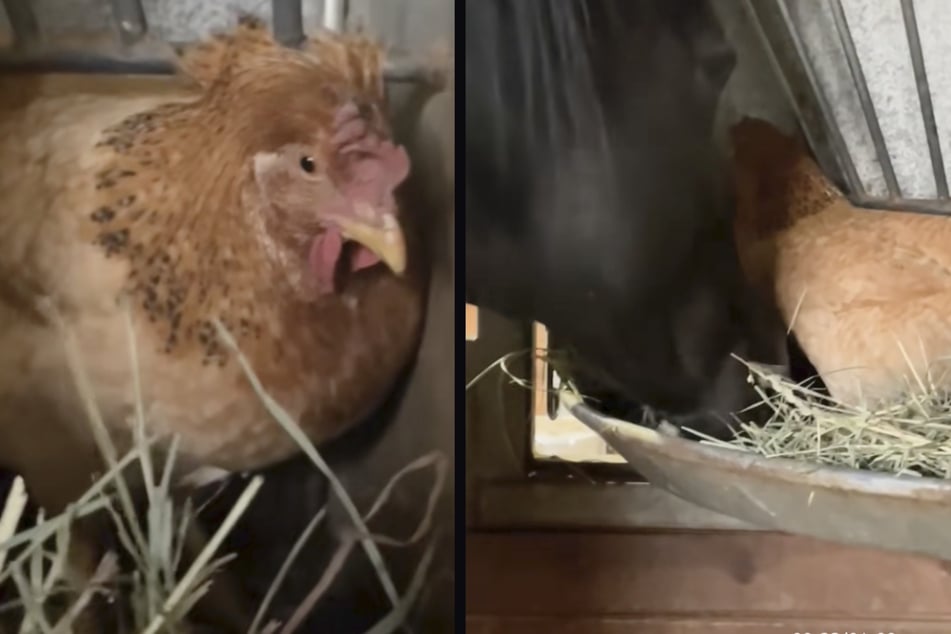 Ein Huhn aus Kalifornien stand plötzlich allein da, als Kojoten all seine Verwandten töteten.