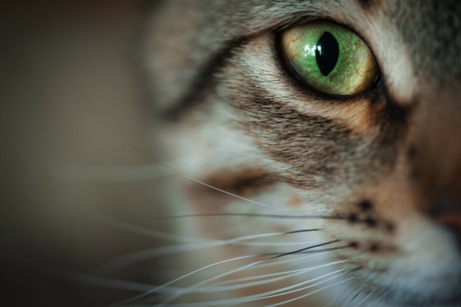 Das krankhafte horten von Tieren, das sogenannte "Animal Hoarding", führt oftmals zu einer Verwahrlosung. In einer Wohnung in Tempelhof-Schöneberg wurden 57 Katzen entdeckt. (Symbolfoto)