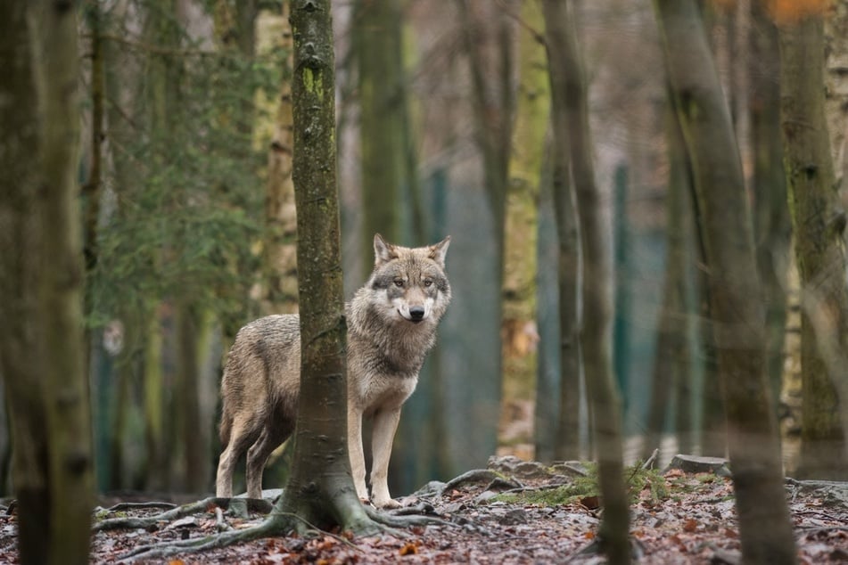 Der Wolf hatte ein Comeback in Deutschland. Das bleibt nicht unkritisiert.