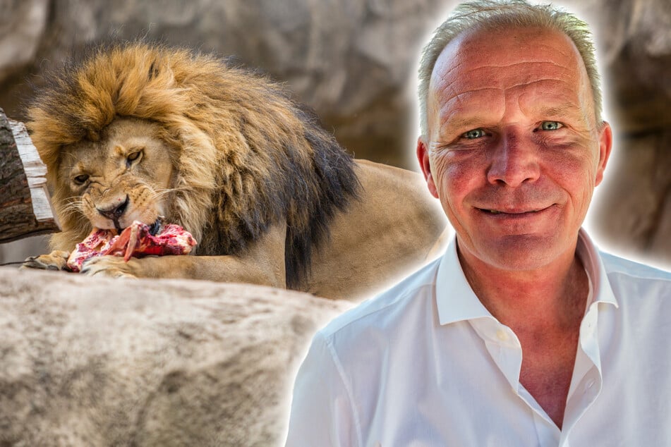 Wenn auch nur in Einzelfällen: Der Dresdner Zoo verfüttert Nachwuchs