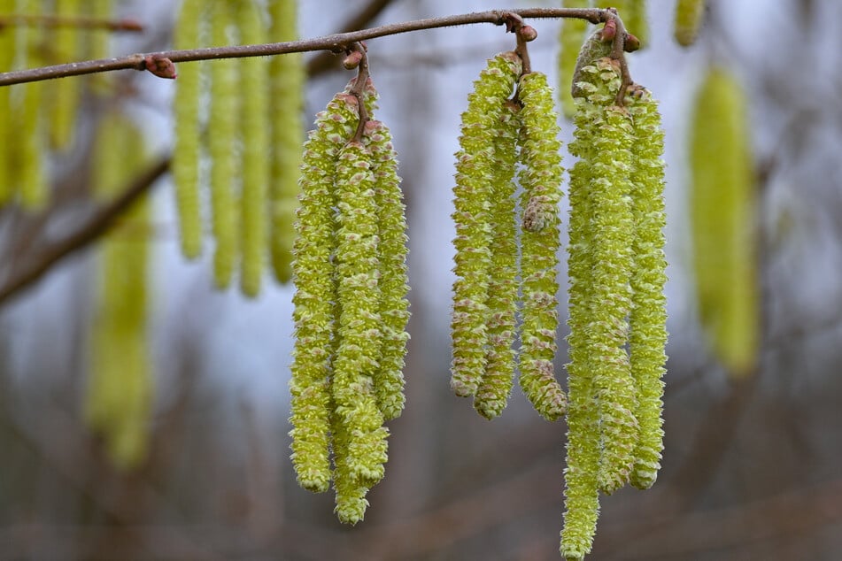 Die leuchtend gelben Blütenkätzchen der Haselsträucher liefern Pollen für Honigbienen.