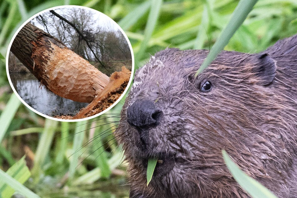 Abschiebe-Drama um Nager aus Sachsen