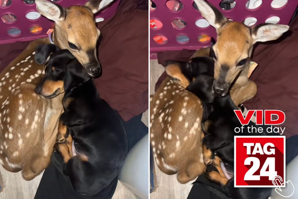 Today's Viral Video of the Day features a sweet cuddle session between a baby deer and a little dachshund!
