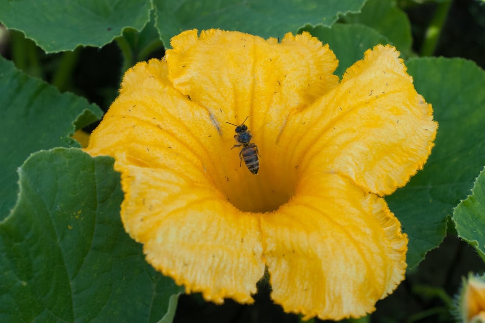 Will man einen Riesenkürbis züchten, sind Insekten für die Bestäubung unerlässlich.