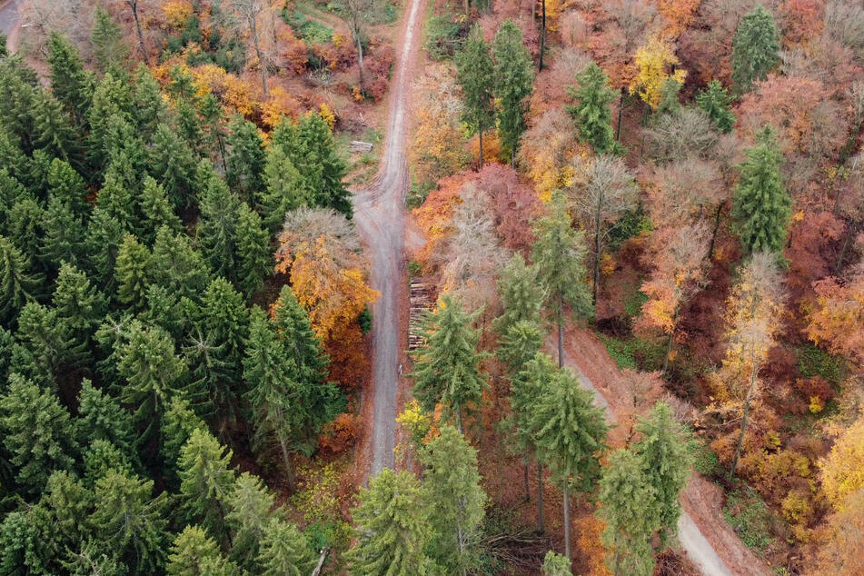 "Alarmstufe Rot": Wälder in Hessen leiden weiter massiv unter Klimawandel-Folgen