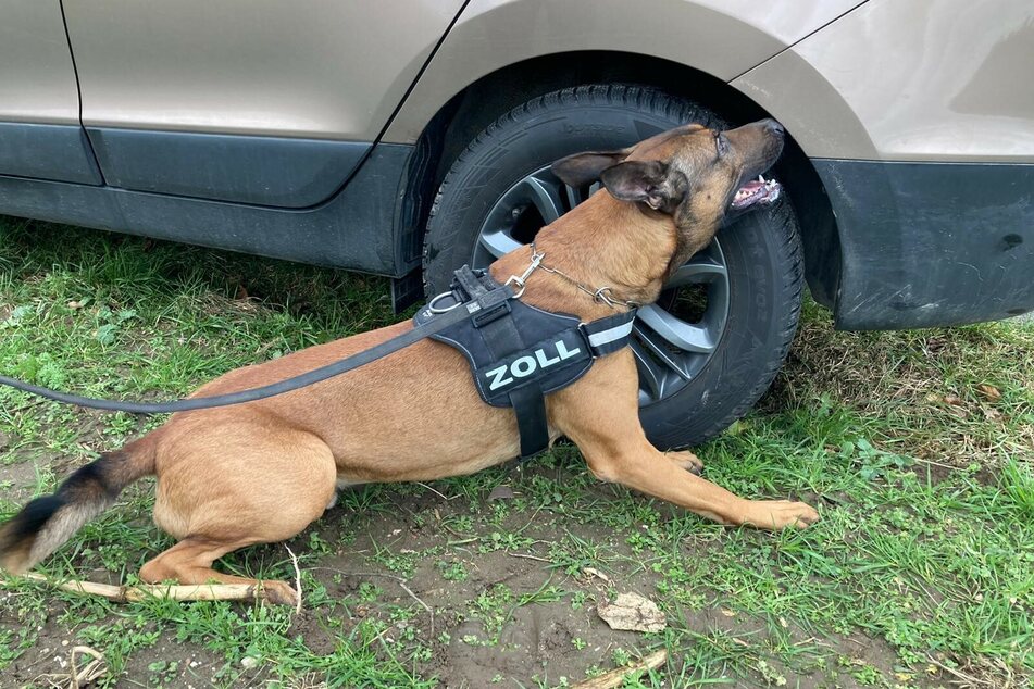 Zollhund "Gunnar" ist dem mutmaßlichen Drogenkurier auf die Schlichte gekommen.