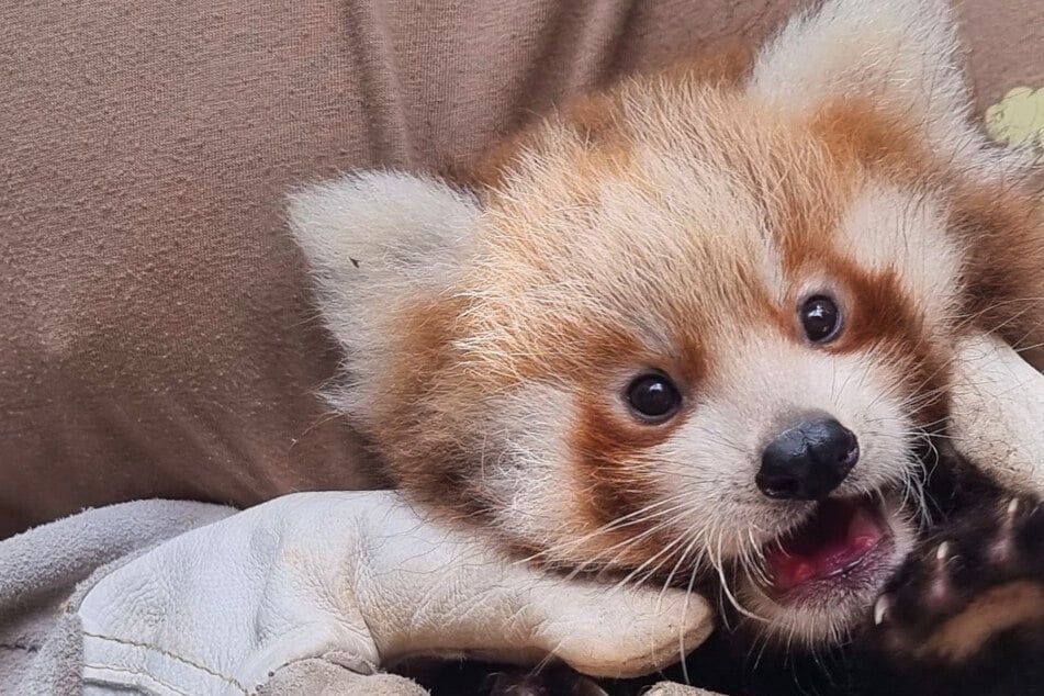 Süße Panda-Babys heißen nun wie zwei Spieler vom 1. FC Union