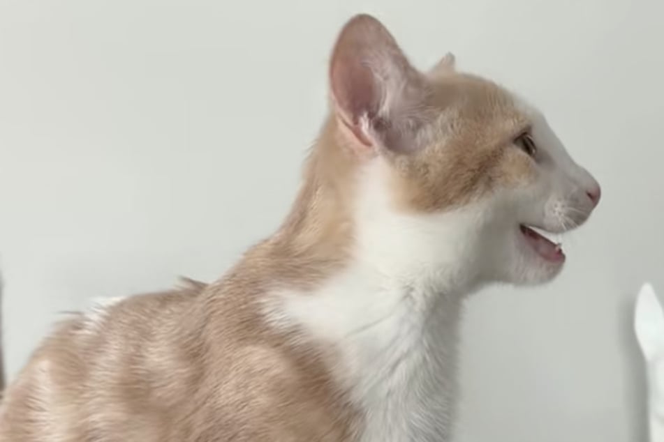 Katze ruft immer wieder nach Besitzern: Der Grund bringt so viele zum Lachen