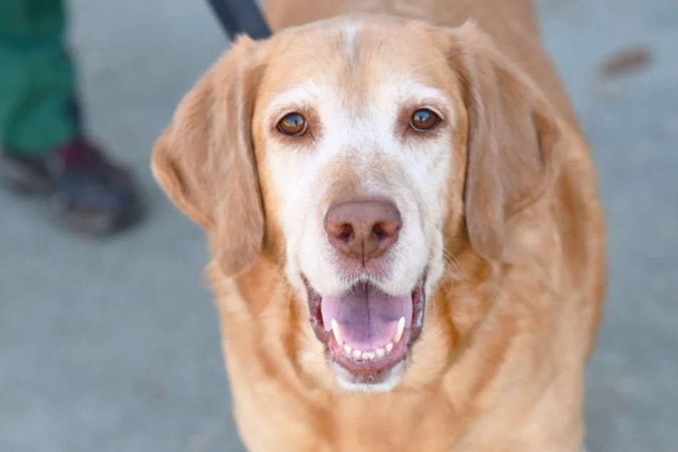 Golden-Retriever-Mischling Kari (10) ist ein Neuzugang im Berliner Tierheim und auf der Suche nach liebevollen Menschen.