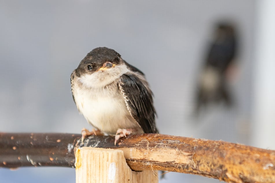 In den Brutstätten der Vögel steigt die Temperatur schnell bis über 50 Grad.