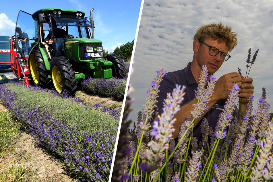 Hier entstehen nicht nur Duftsäckchen: Wie ein Lausitzer Landwirt zum Lila-Lavendel kam