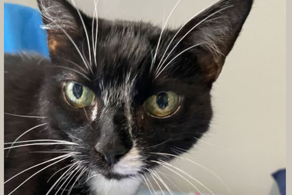 Das Tierheim in Bergheim möchte Katze Kira (16) gern vermitteln.
