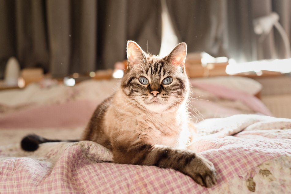 Cats get very uncomfortable and sometimes feel very unwell due to dandruff.