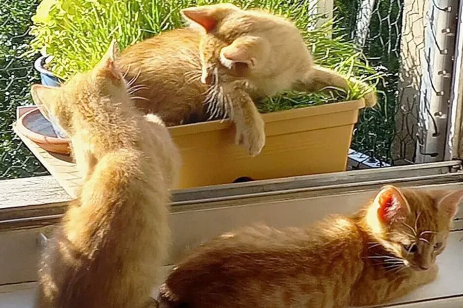 Das Kater-Trio ist seinem Alter entsprechend sehr verspielt und aktiv.