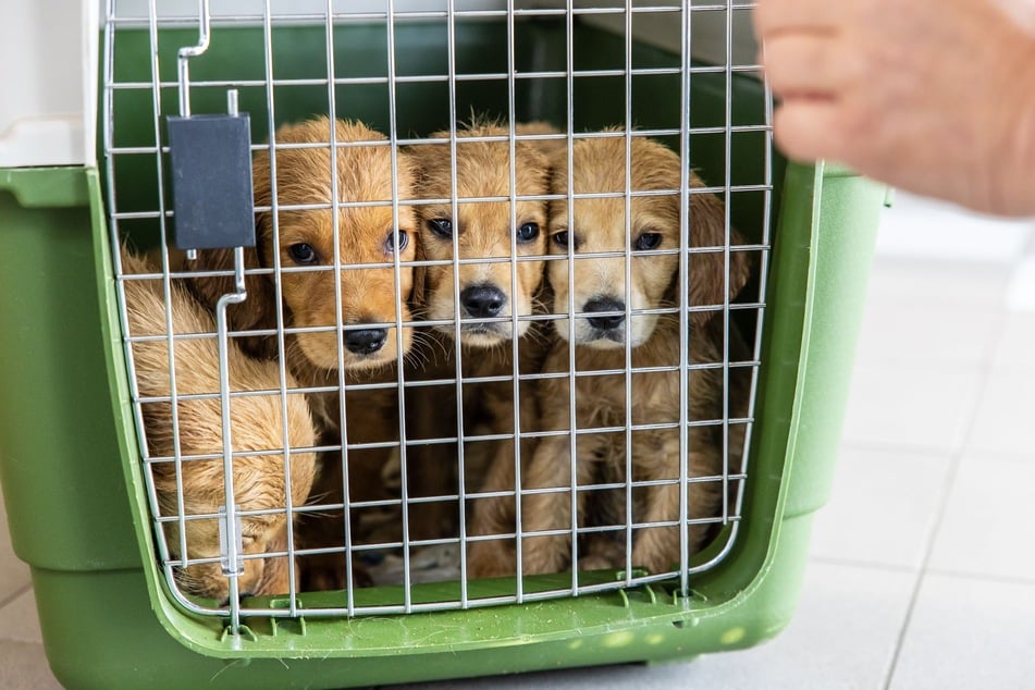 Die sechs Golden-Retriever-Welpen kamen im Anschluss in die Obhut des Tierheimes in Aschaffenburg.