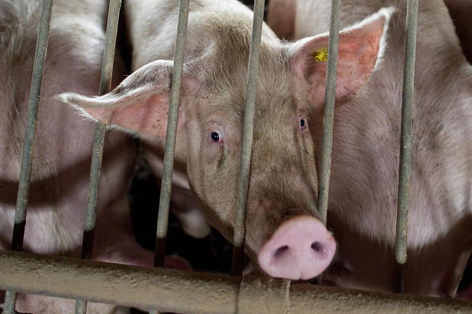 In NRW werden täglich mehr als 40.000 Schweine geschlachtet (Symbolbild).