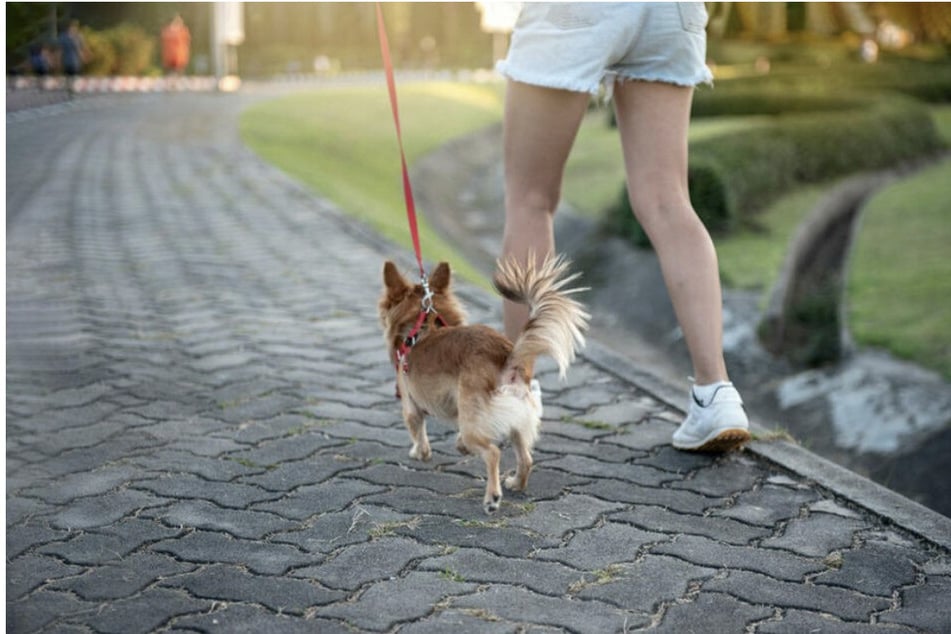 Der Hund freut sich über einen ausgedehnten Spaziergang und nebenher könnt Ihr Spenden für Hilfsprojekte für die Ukraine sammeln.
