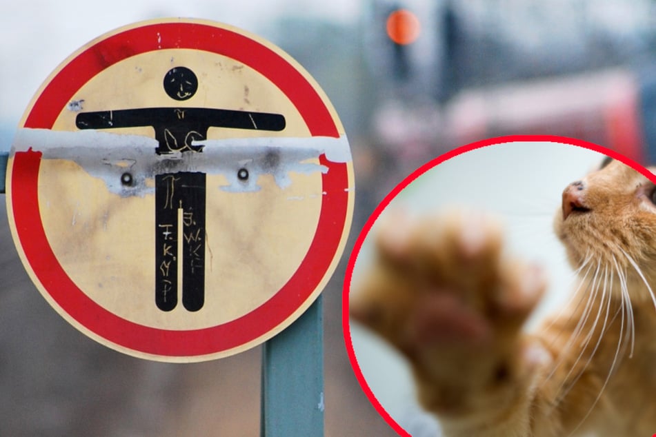 Wegen einer Katze hat sich eine Frau in Oberfranken auf ins Bahngleis begeben. (Symbolbild)