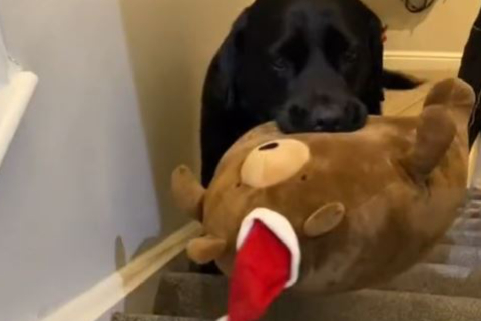 Adorable clip: Bella can't go to sleep without her teddy.