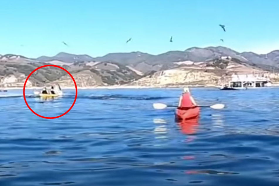 The woman were paddling together moments before the whale appears.