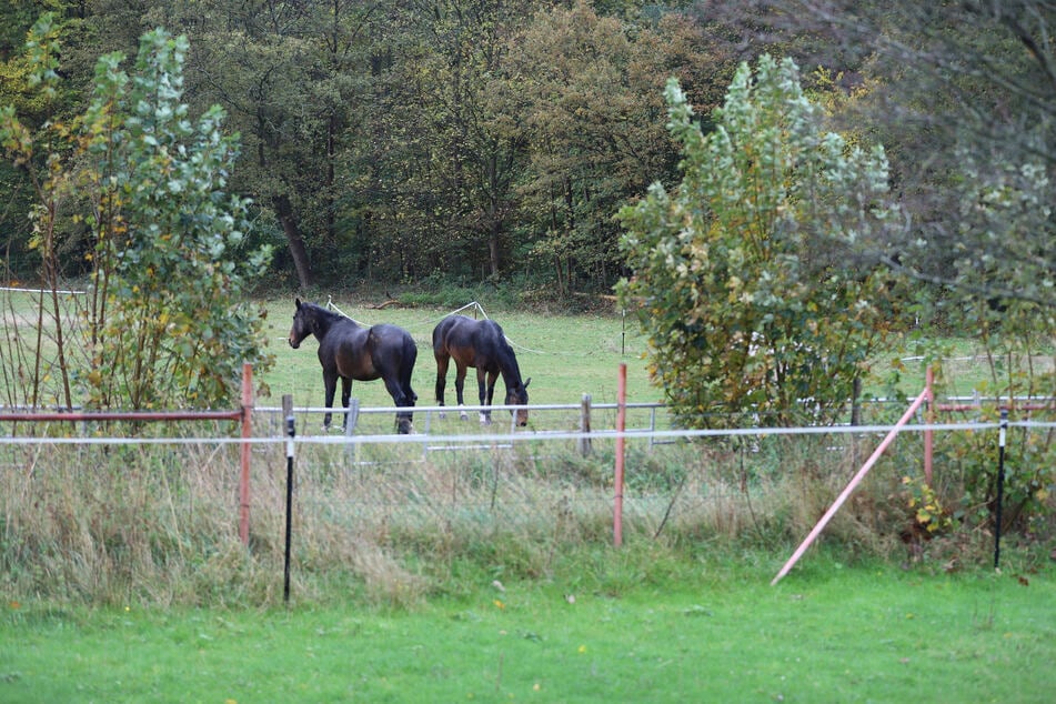 Auch Esel, Maultiere und Zebras können die Krankheit betreffen. (Symbolbild)