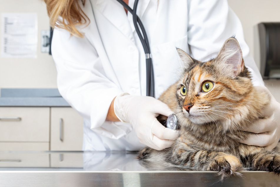 The cat's microchip proved that she wasn't a stray (stock image).