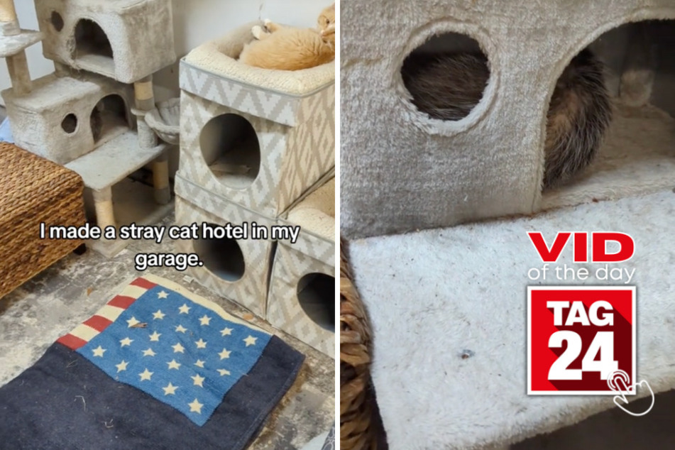 viral videos: Viral Video of the Day for December 3, 2023: "Stray cat hotel" gets an unexpected guest