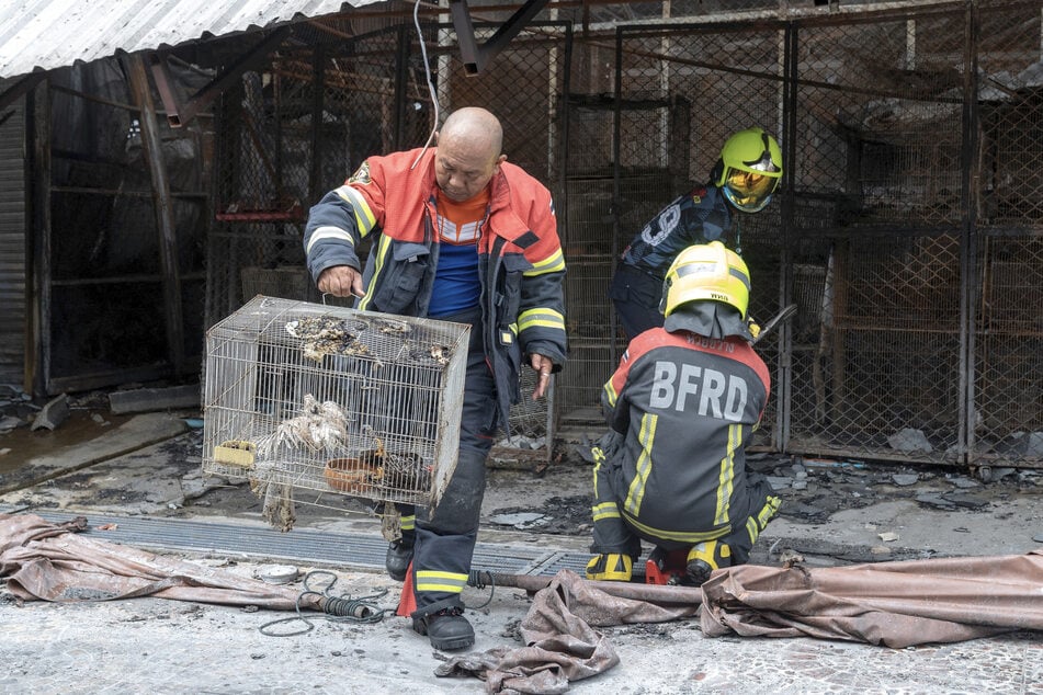 Einige Tiere konnten gerettet werden, Tausende fielen den Flammen zum Opfer.